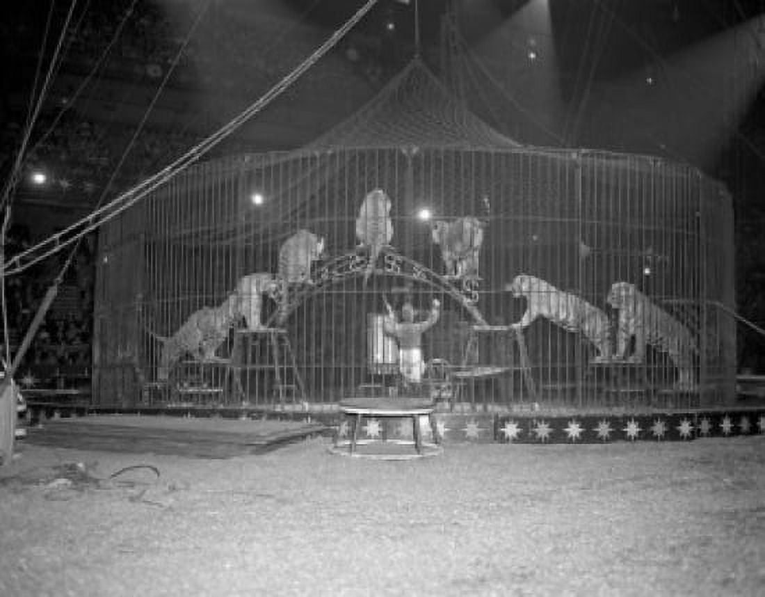 Posterazzi Tigers performing in a circus Canvas Art - (24 x 36)