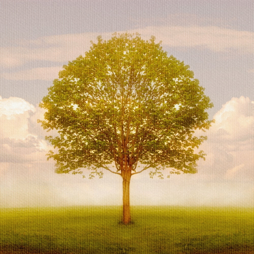 Posterazzi Tree In Field Saint John New Brunswick Canvas Art - Mark Hemmings Design Pics (24 x 24)