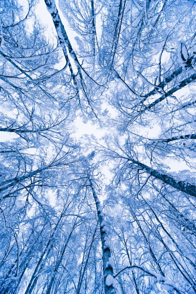 Posterazzi Tree Top Abstract Of A Snow Covered Birch Forest Winter Anchorage Alaska Canvas Art - Kevin Smith Design Pics (24 x 38)