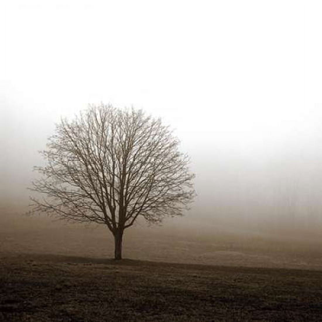 Posterazzi Tree in Mist 1 Canvas Art - PhotoINC Studio (24 x 24)