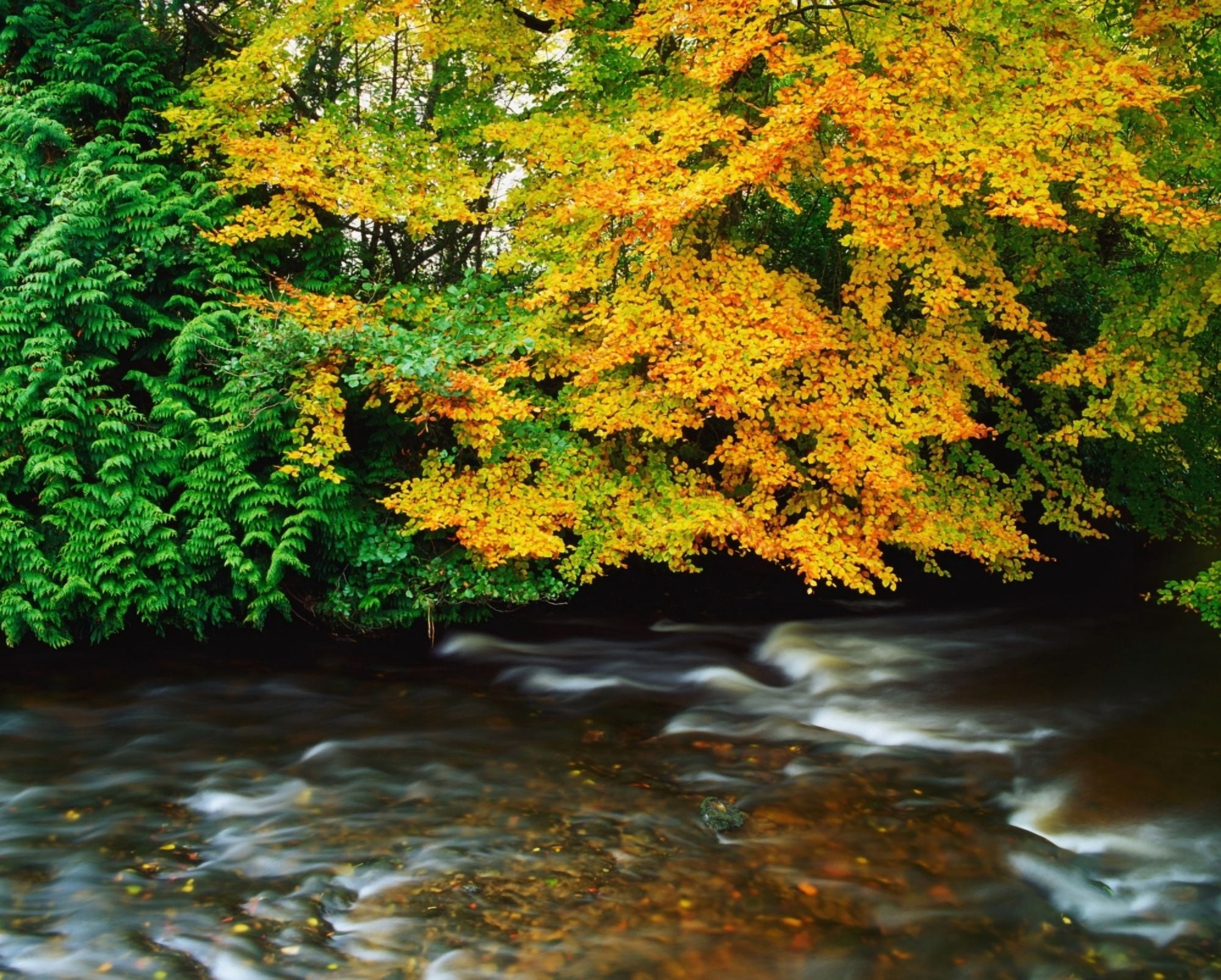 Posterazzi Trees Along A River Bank Ireland Canvas Art - The Irish Image Collection  Design Pics (34 x 26)