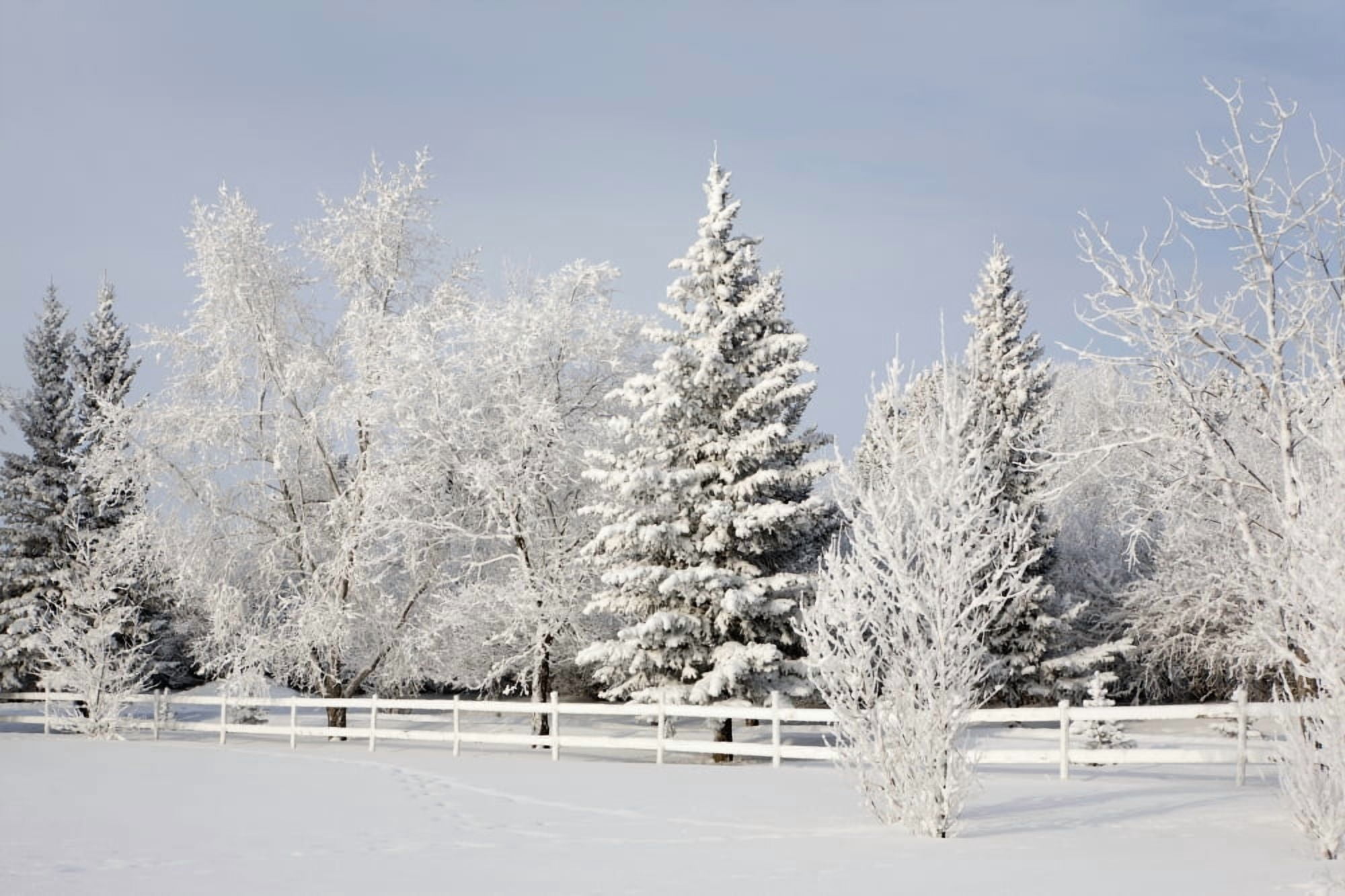 Posterazzi Trees Covered With Snow And Frost Calgary Alberta Canada Canvas Art - Michael Interisano Design Pics (38 x 24)