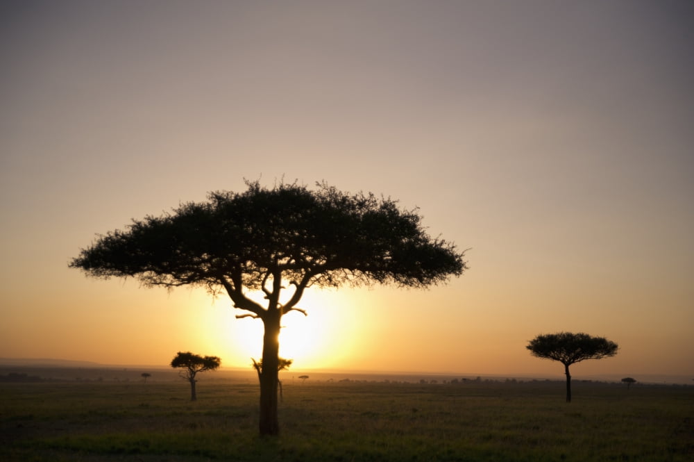 Posterazzi Trees On The Savannah With The Sun Glowing At Sunset Masai Mara Kenya Canvas Art - David DuChemin Design Pics (38 x 24)