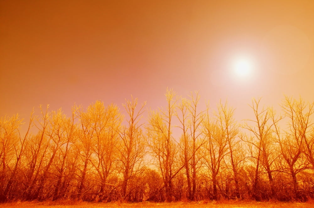 Posterazzi Trees With Sunlight Canvas Art - Leah Hammond  Design Pics (34 x 22)
