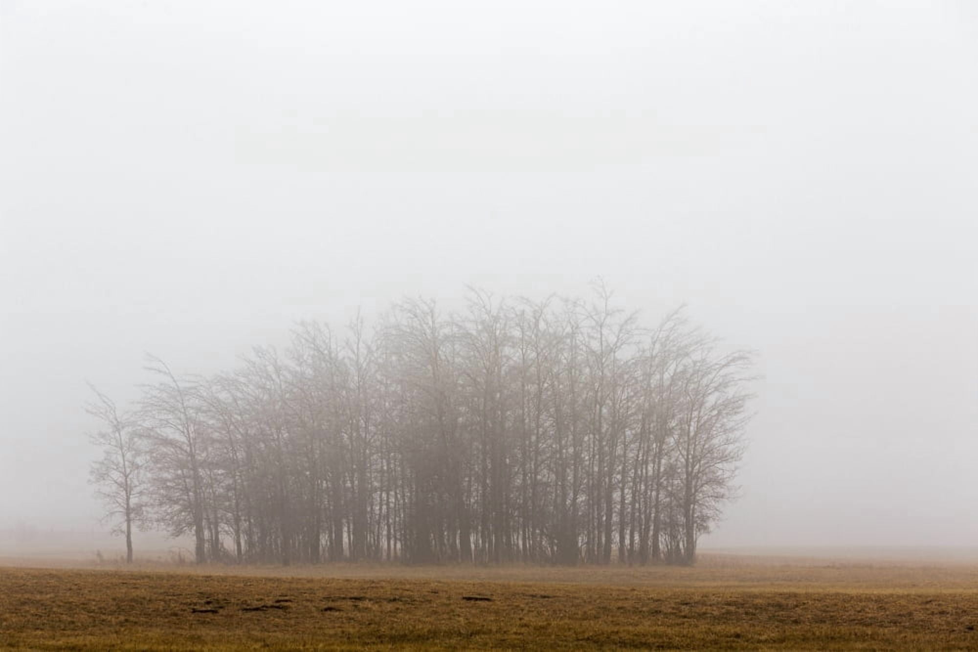 Posterazzi Trees in a foggy field Alberta Canada Canvas Art - Michael Interisano Design Pics (38 x 24)