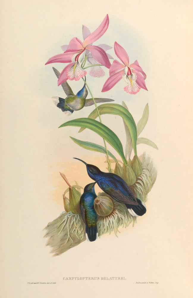 Posterazzi Trochilidae 1861 Campylopterus Delattrei Canvas Art - John Gould (24 x 36)