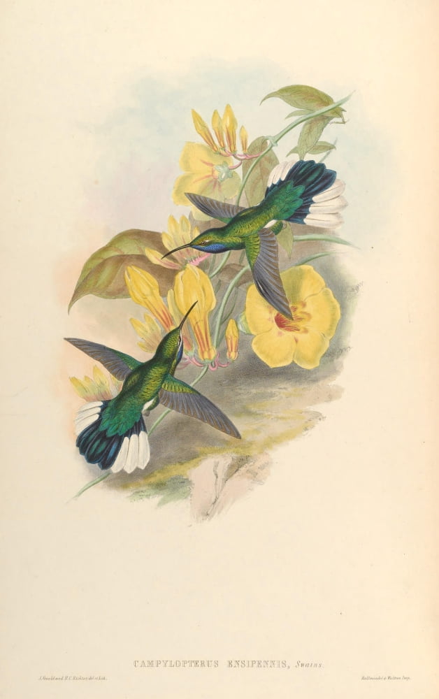 Posterazzi Trochilidae 1861 Campylopterus Ensipennis Canvas Art - John Gould (24 x 36)