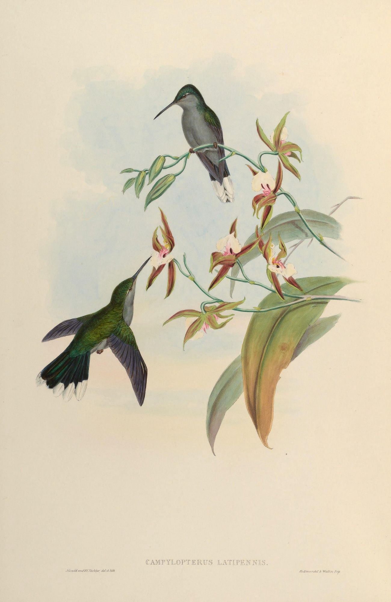 Posterazzi Trochilidae 1861 Campylopterus Latipennis Canvas Art - John Gould (24 x 36)