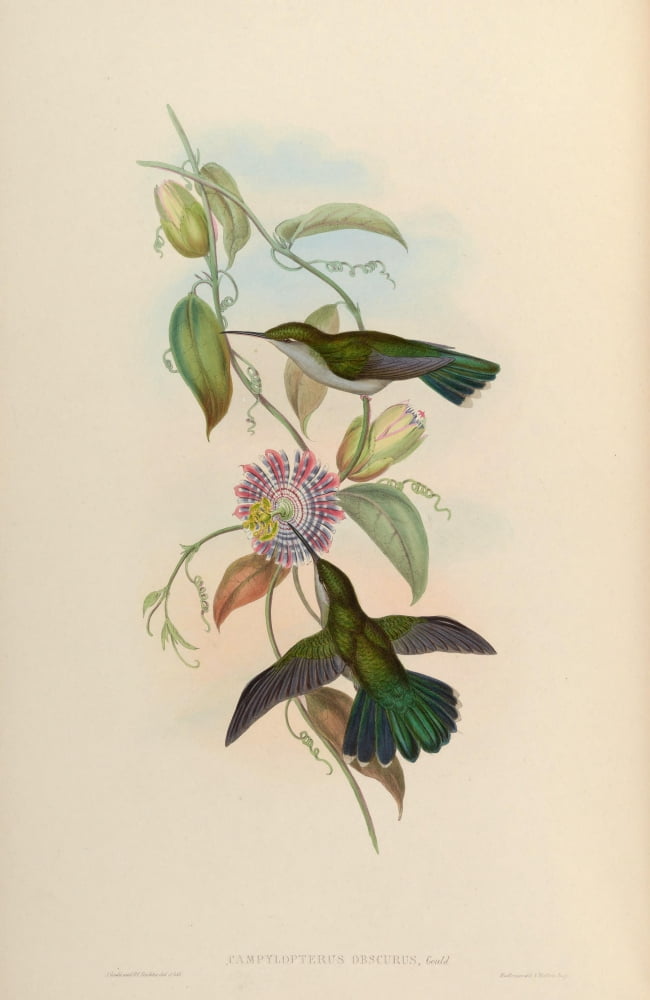 Posterazzi Trochilidae 1861 Campylopterus Obscurus Canvas Art - John Gould (24 x 36)