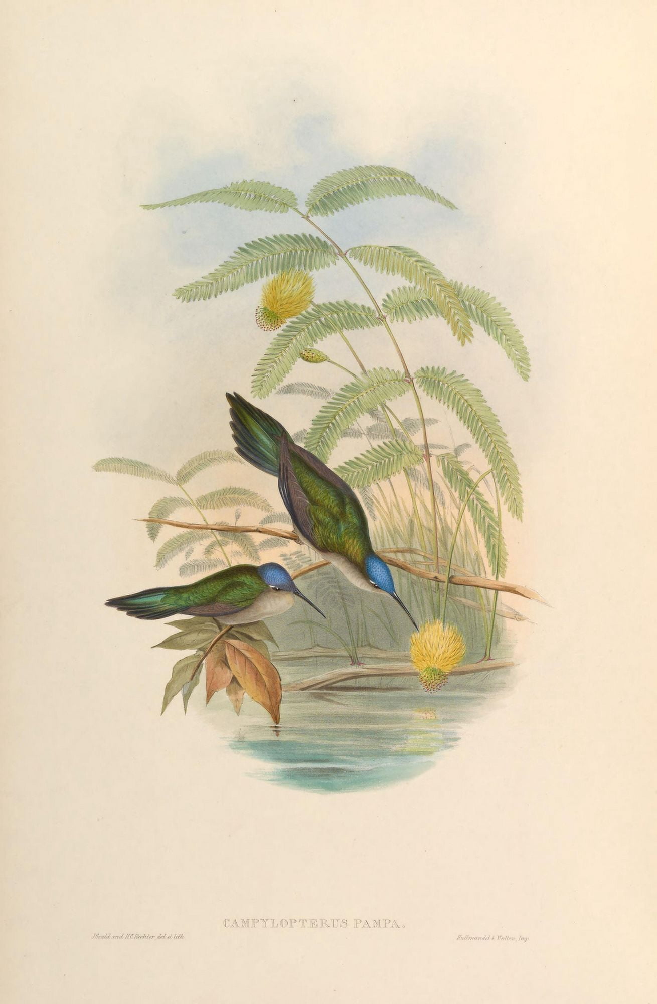 Posterazzi Trochilidae 1861 Campylopterus Pampa Canvas Art - John Gould (24 x 36)