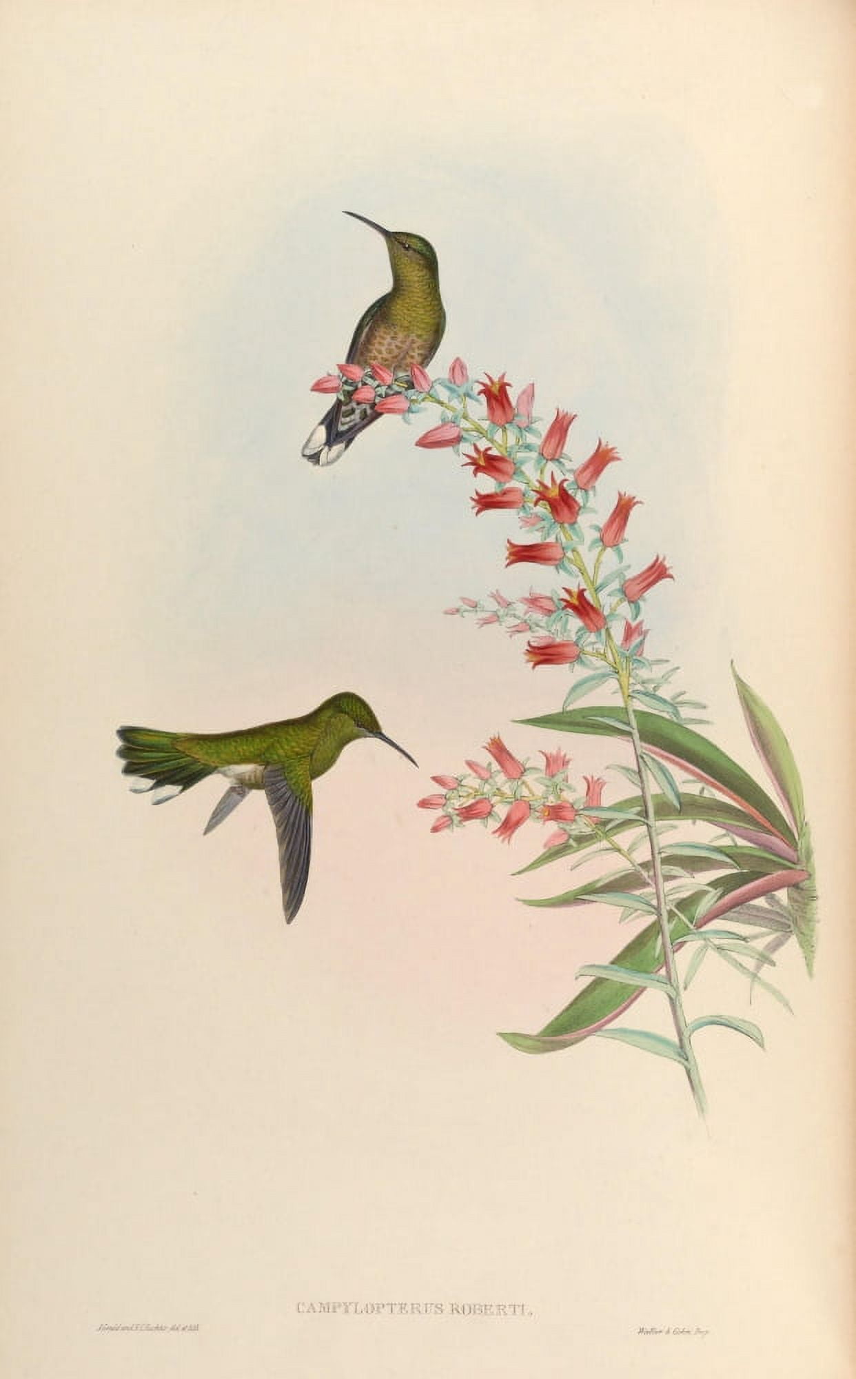 Posterazzi Trochilidae 1861 Campylopterus Roberti Canvas Art - John Gould (24 x 36)