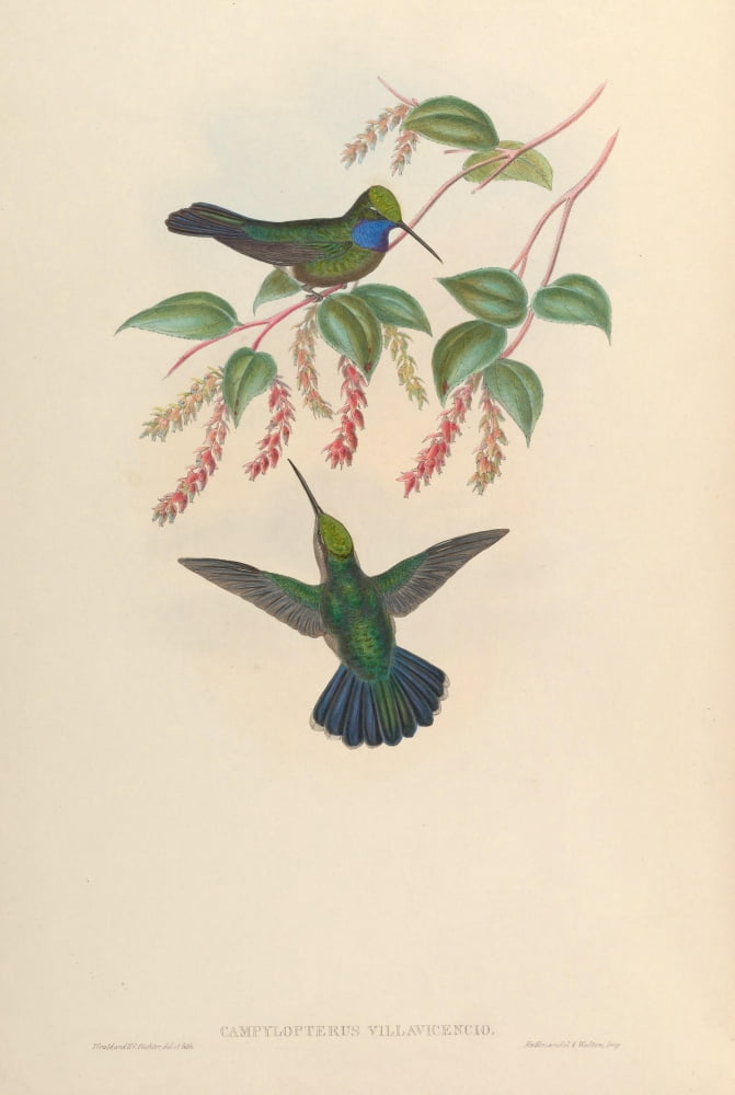 Posterazzi Trochilidae 1861 Campylopterus Villavicencio Canvas Art - John Gould (24 x 36)