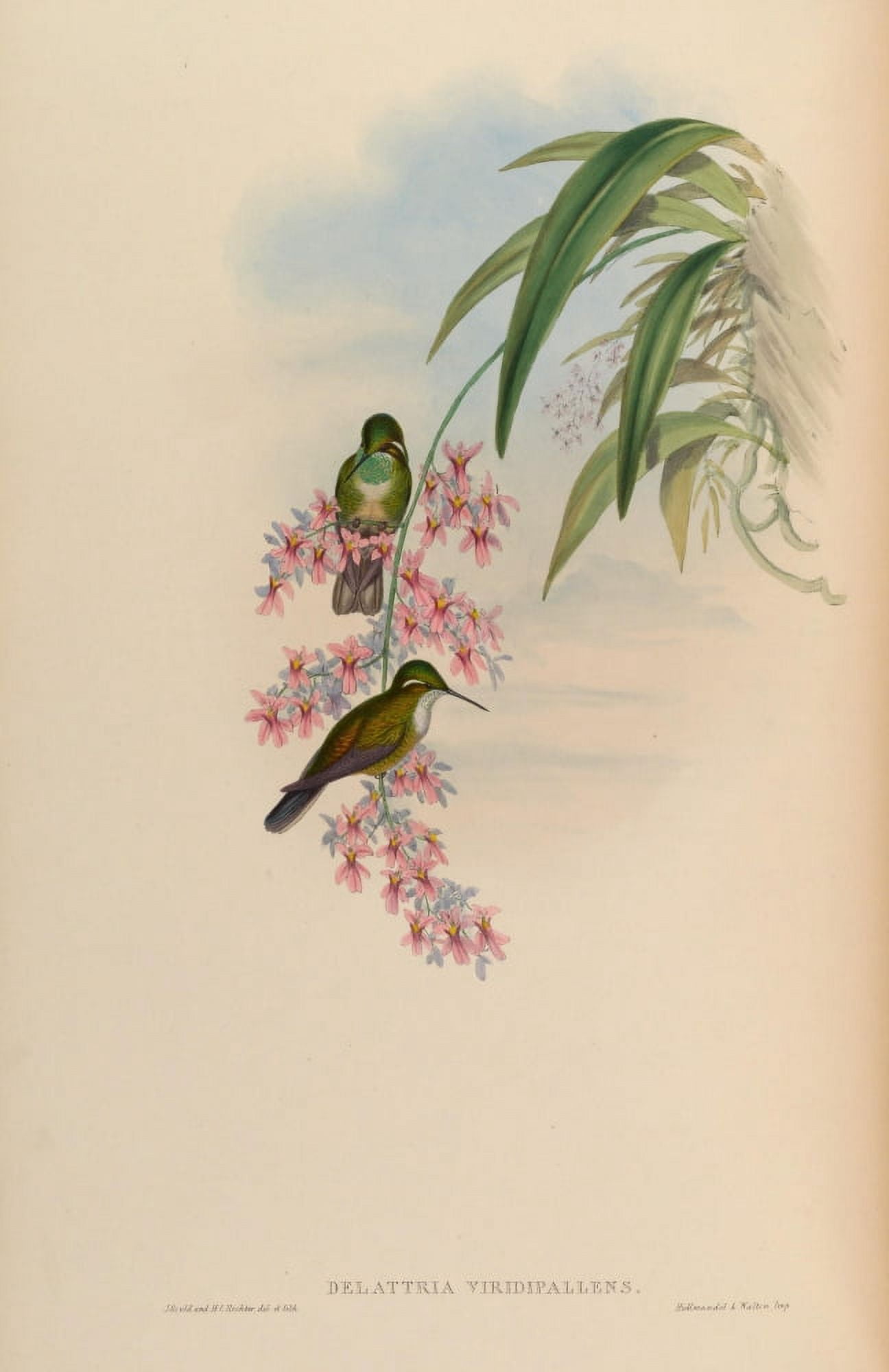 Posterazzi Trochilidae 1861 Delattria Viridipallens Canvas Art - John Gould (24 x 36)