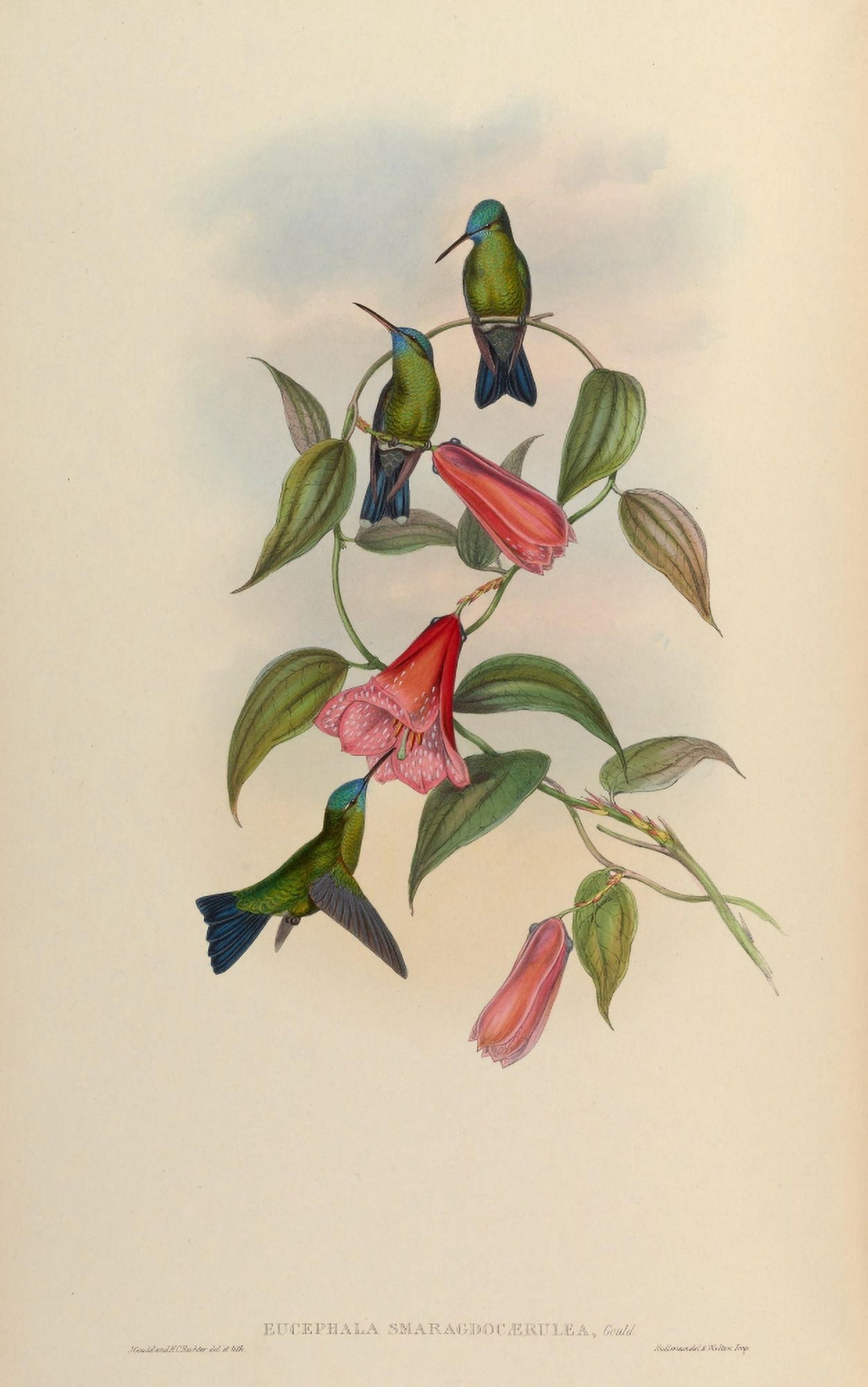 Posterazzi Trochilidae 1861 Eucephalia Smaragdocaerulea Canvas Art - John Gould (24 x 36)