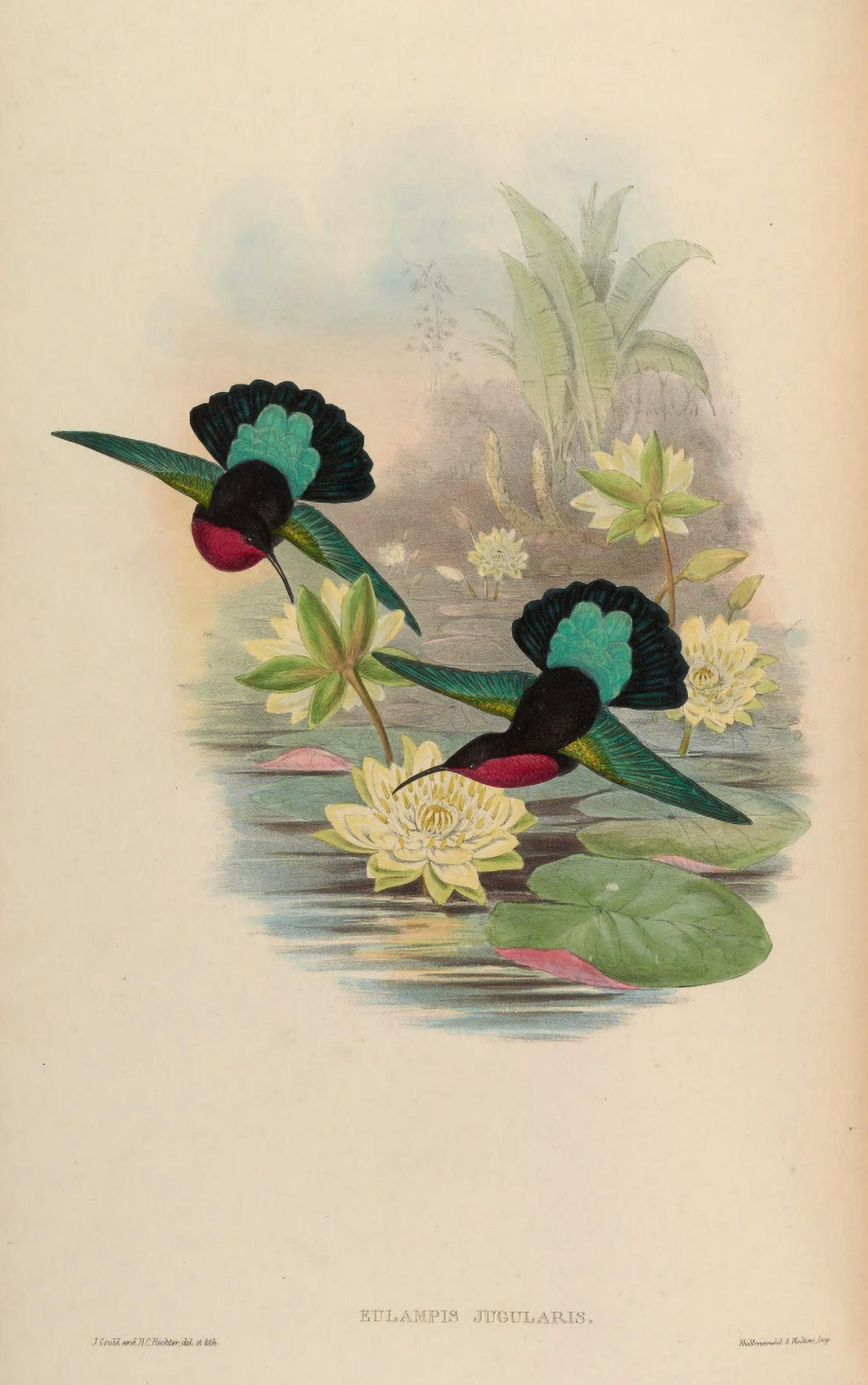 Posterazzi Trochilidae 1861 Eulampis Jugularis Canvas Art - John Gould (24 x 36)