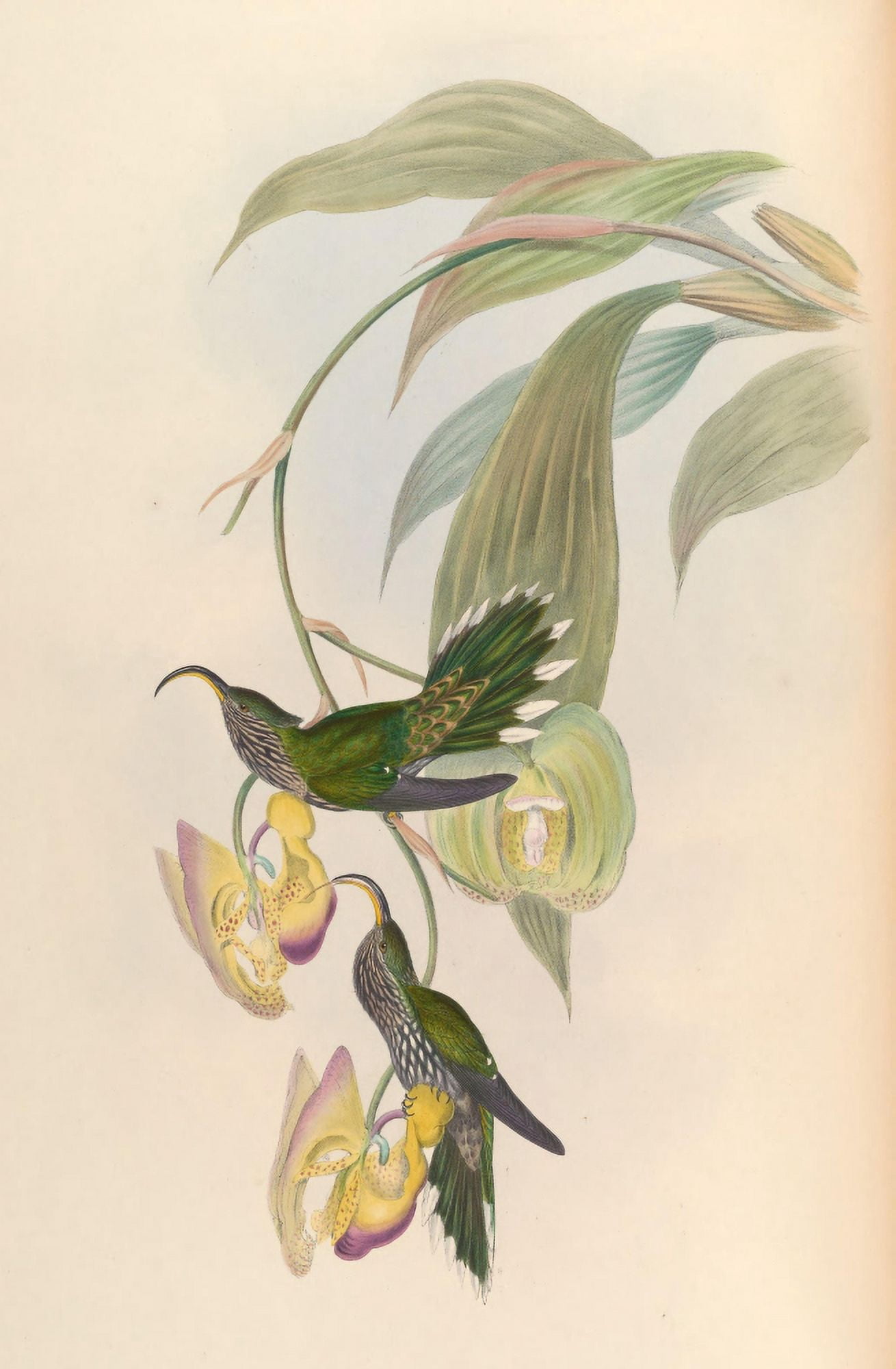 Posterazzi Trochilidae 1861 Eutoxeres Aquila Canvas Art - John Gould (24 x 36)