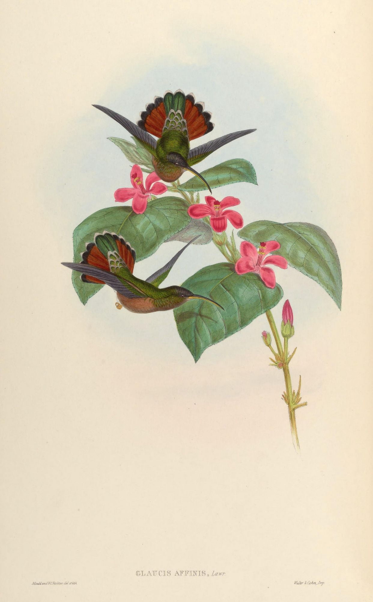 Posterazzi Trochilidae 1861 Glaucis Affinis Canvas Art - John Gould (24 x 36)