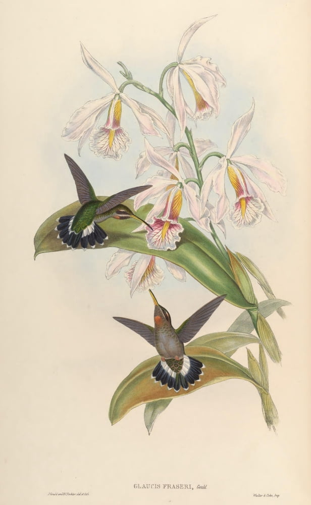Posterazzi Trochilidae 1861 Glaucis Fraseri Canvas Art - John Gould (24 x 36)