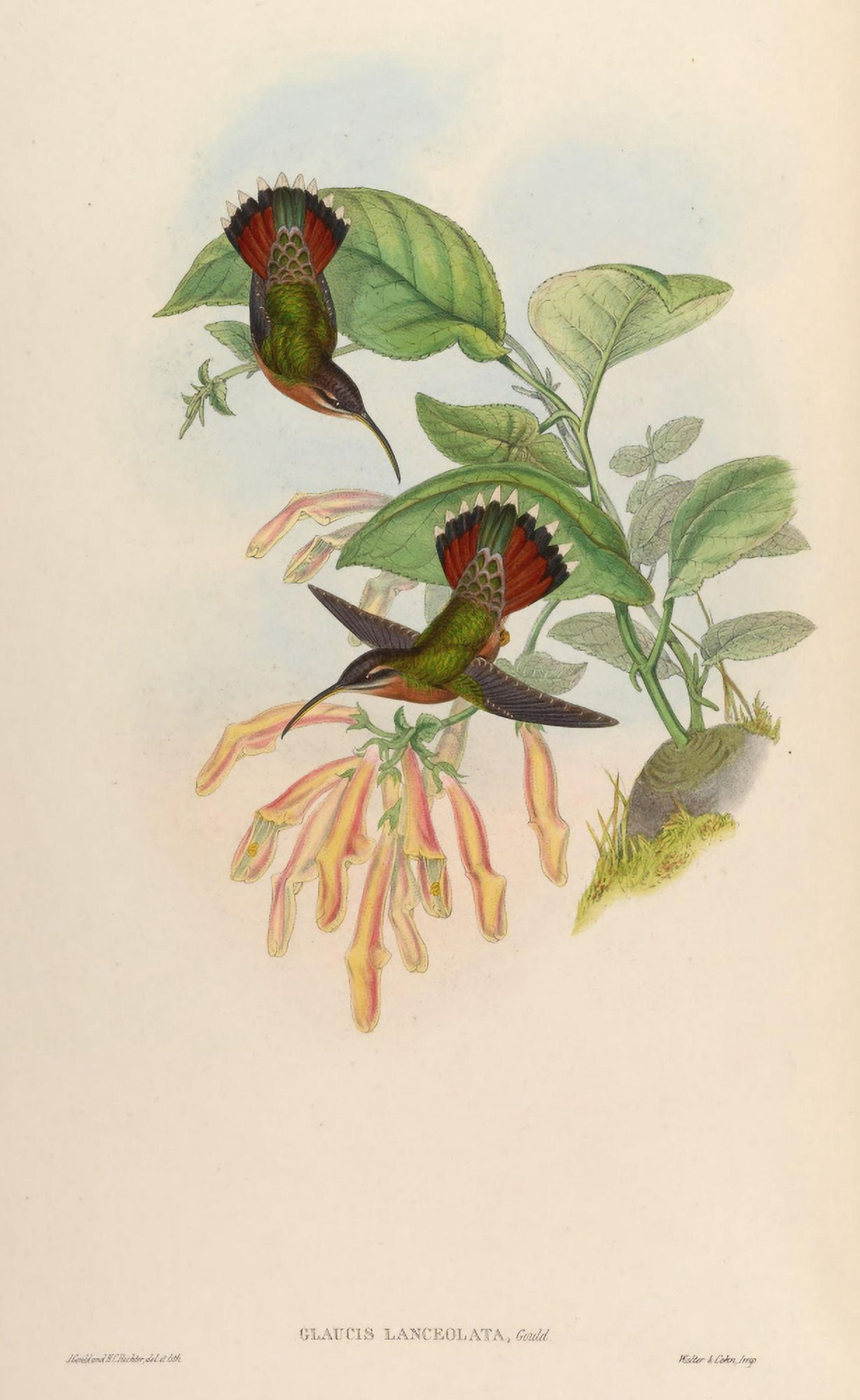 Posterazzi Trochilidae 1861 Glaucis Lanceolata Canvas Art - John Gould (24 x 36)
