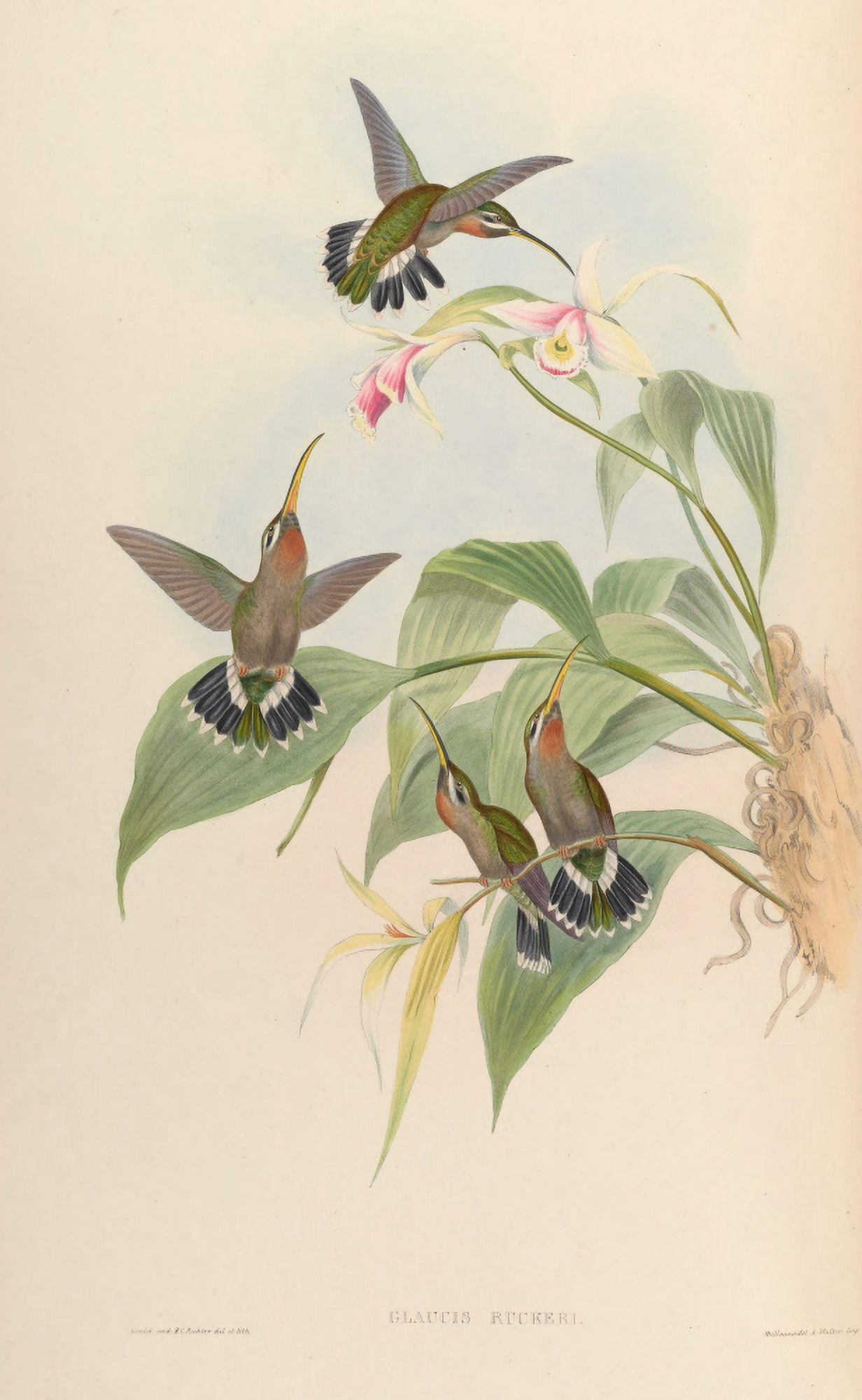 Posterazzi Trochilidae 1861 Glaucis Ruckeri Canvas Art - John Gould (24 x 36)