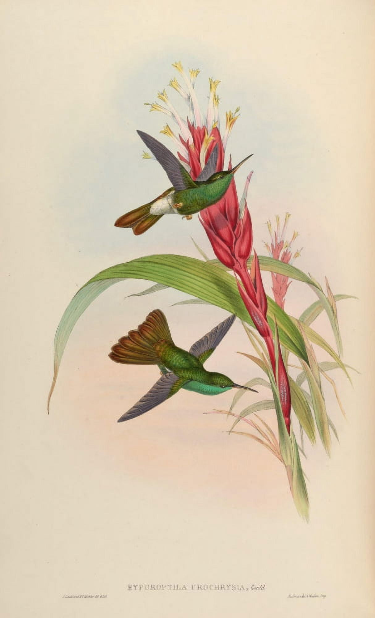 Posterazzi Trochilidae 1861 Hypuroptila Eurochrysia Canvas Art - John Gould (24 x 36)
