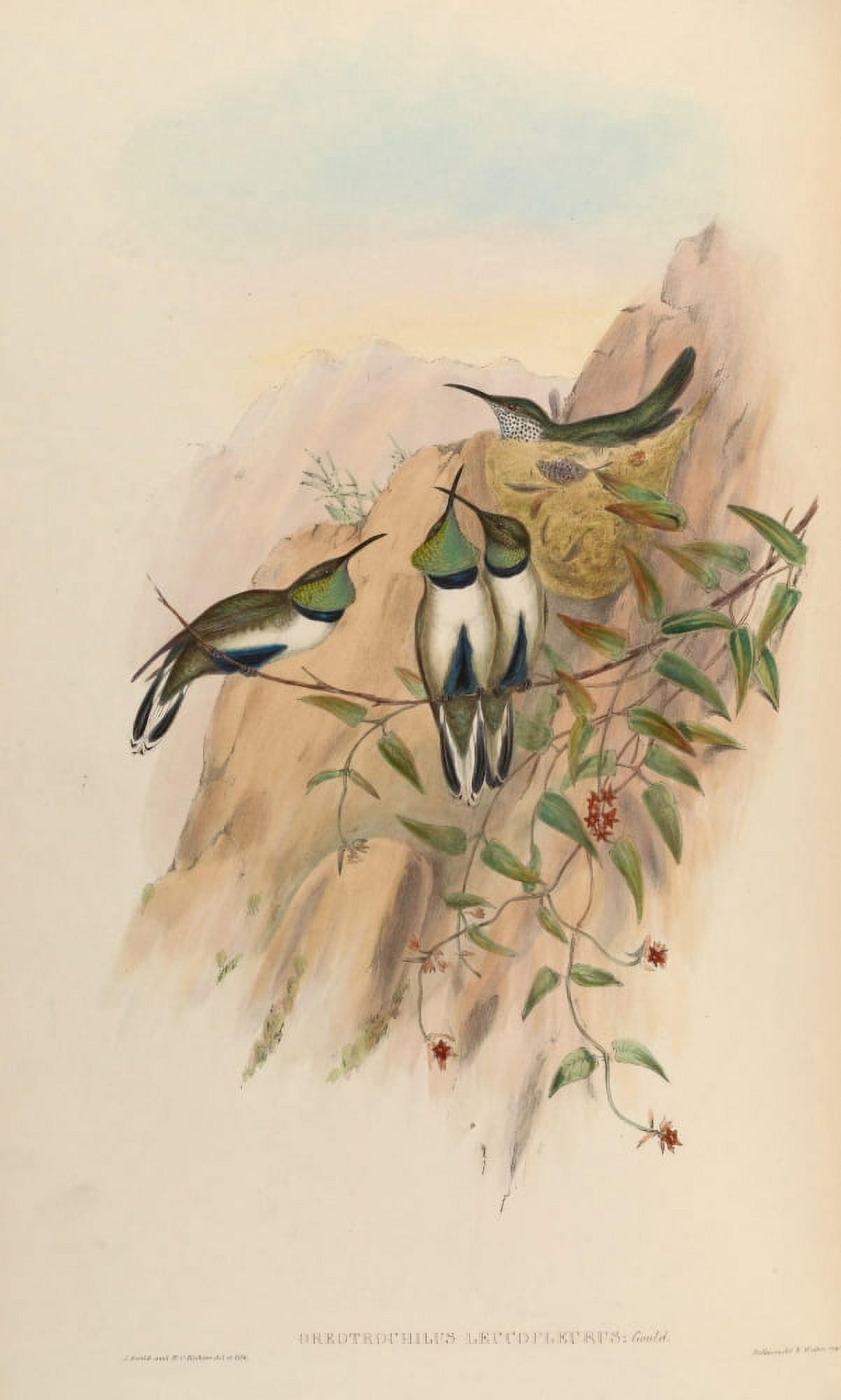 Posterazzi Trochilidae 1861 Oreotrochilus Leucopleurus Canvas Art - John Gould (24 x 36)