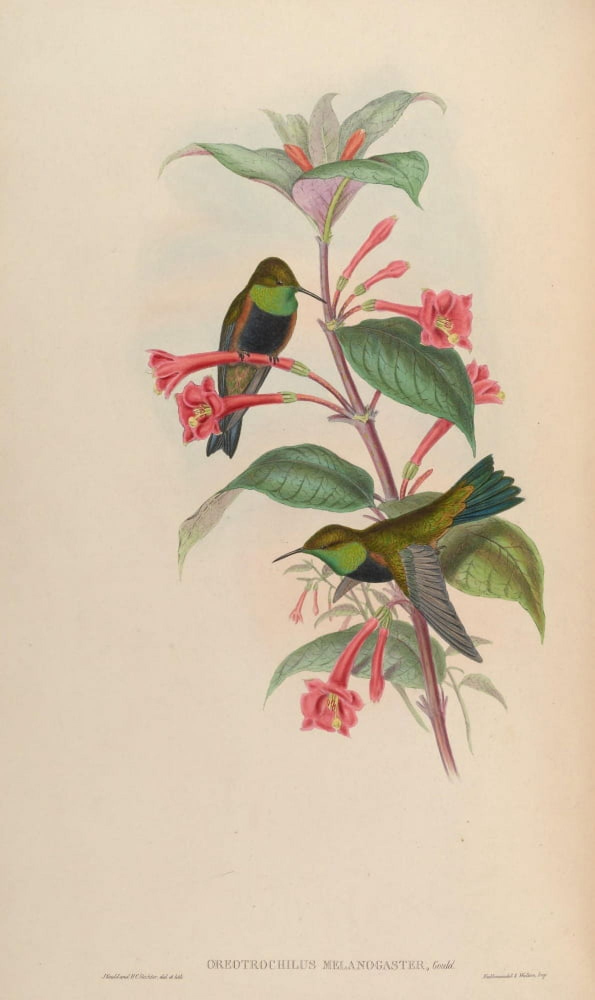 Posterazzi Trochilidae 1861 Oreotrochilus Melanogaster Canvas Art - John Gould (24 x 36)