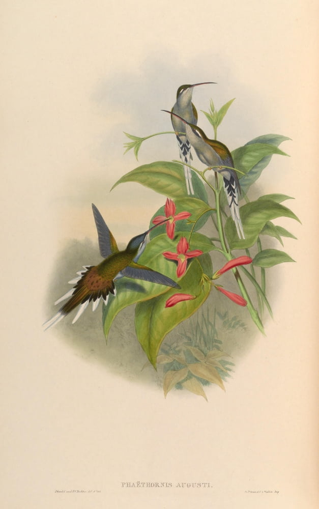 Posterazzi Trochilidae 1861 Phaethornis Augusti Canvas Art - John Gould (24 x 36)