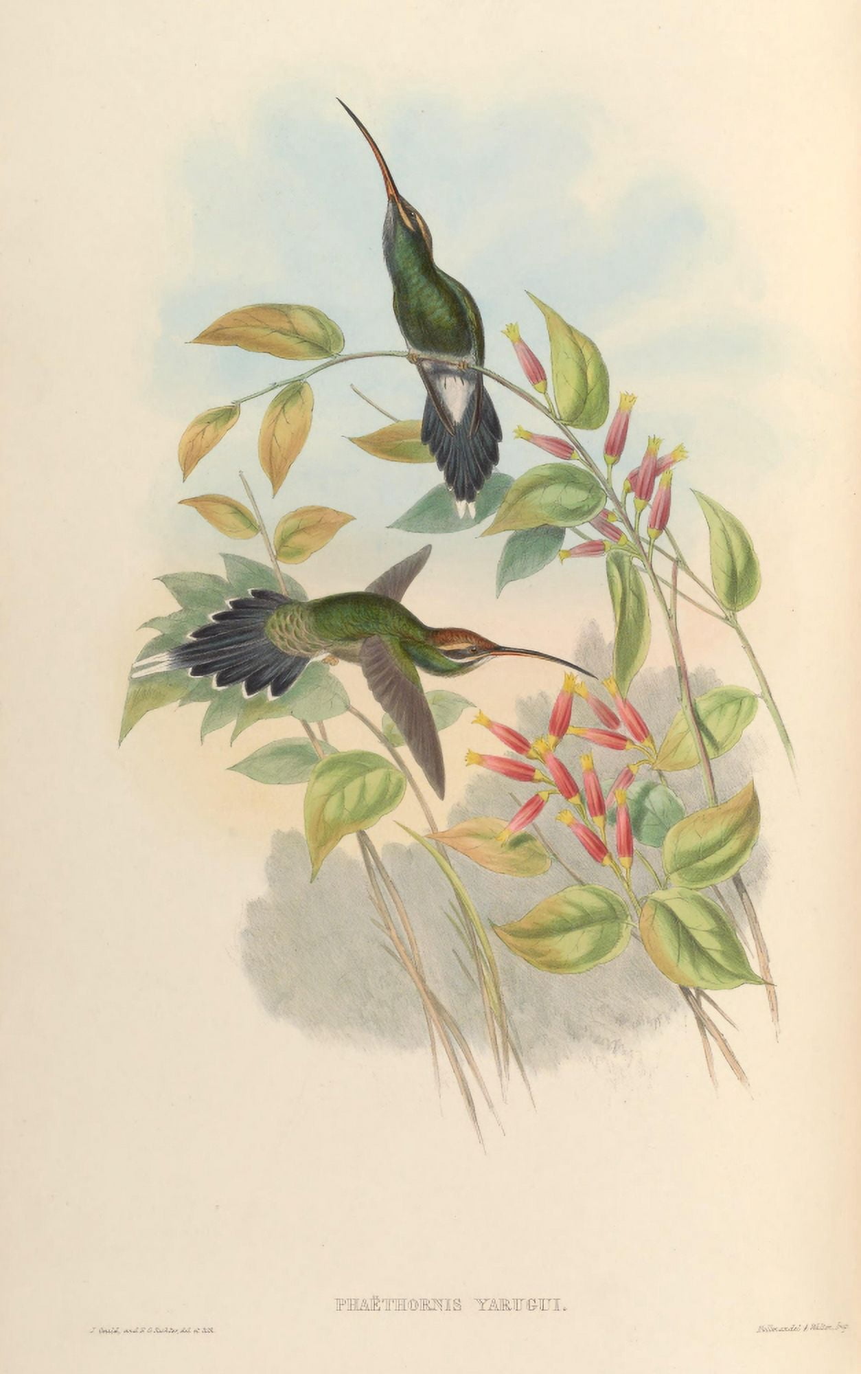 Posterazzi Trochilidae 1861 Phaethornis Yarugui Canvas Art - John Gould (24 x 36)
