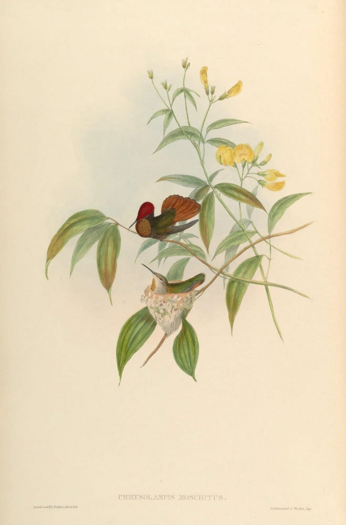 Posterazzi Trochilidae 1861 Ruby-topaz Hummingbird Canvas Art - John Gould (24 x 36)