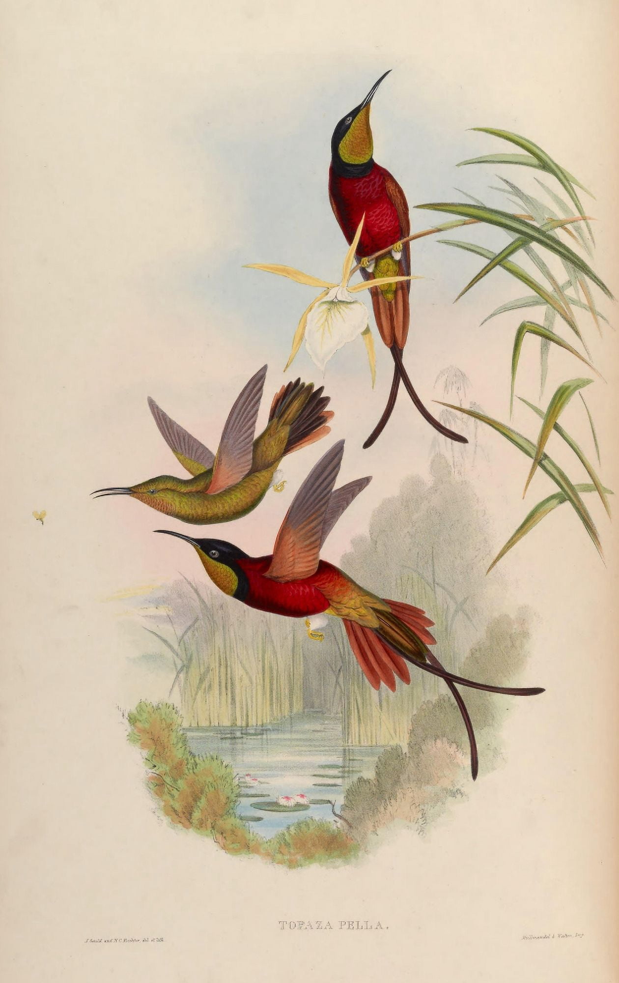 Posterazzi Trochilidae 1861 Topaza Pella Canvas Art - John Gould (24 x 36)