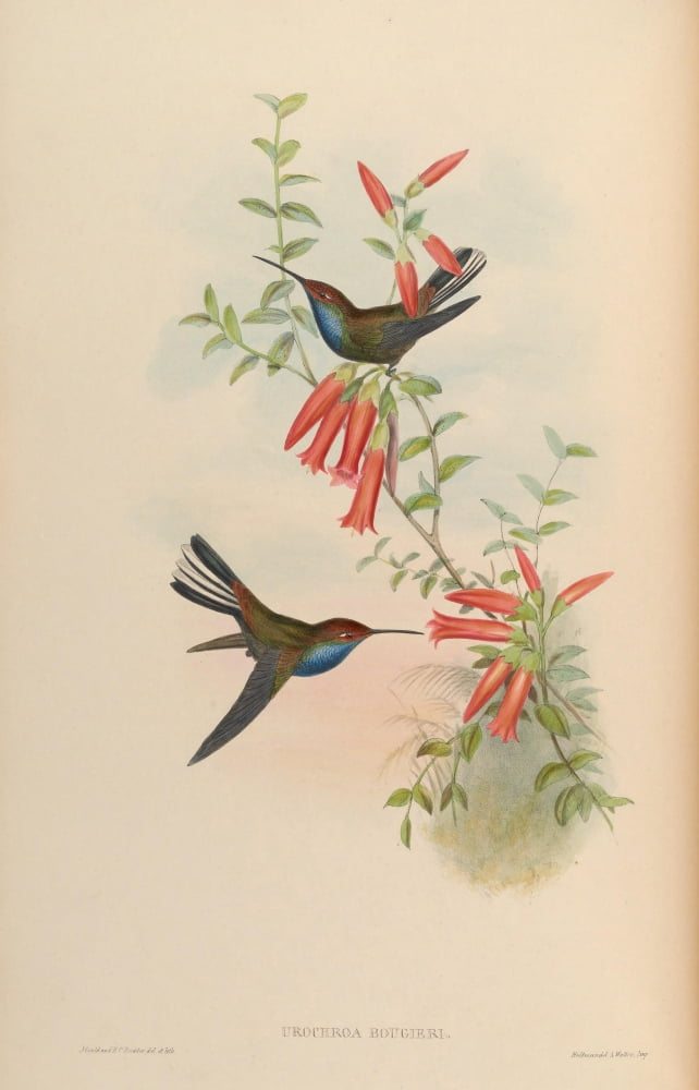 Posterazzi Trochilidae 1861 Urochroa Bougieri Canvas Art - John Gould (24 x 36)