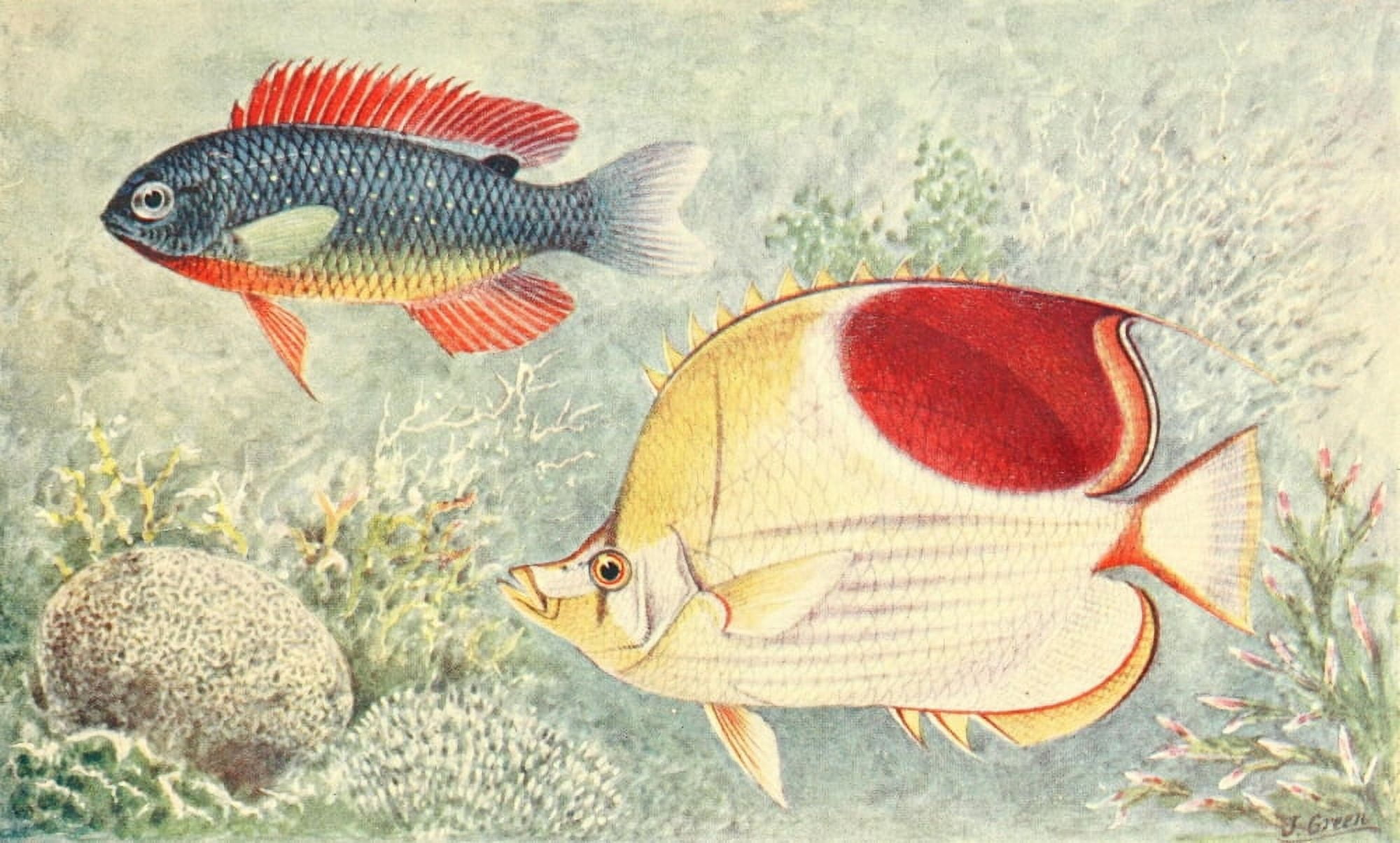 Posterazzi Tropical Fish from Samoa & East Indies Canvas Art - James Green (24 x 36)