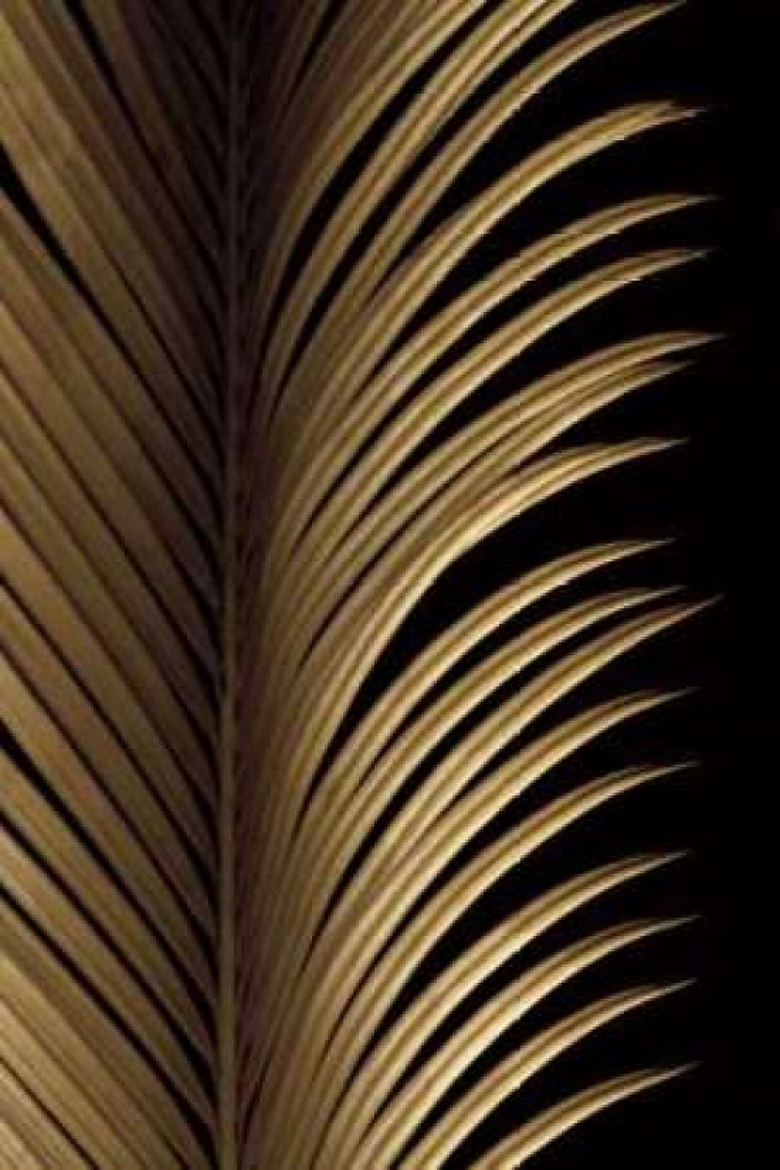 Posterazzi Tropical Leaf Study I Canvas Art - Andrew Levine (24 x 36)