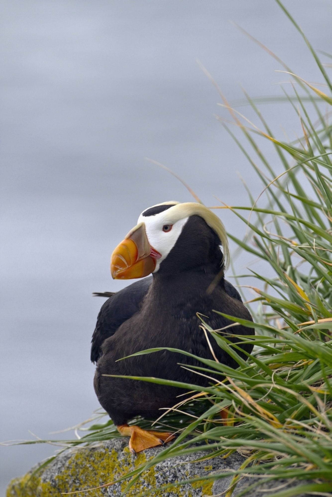 Posterazzi Tufted puffin (Fratercula cirrhata) sitting on boulder Walrus Islands State Game Sanctuary Round Island Bristol Bay Southwestern Alaska Canvas Art - Gary Schultz Design Pics (24 x 38)