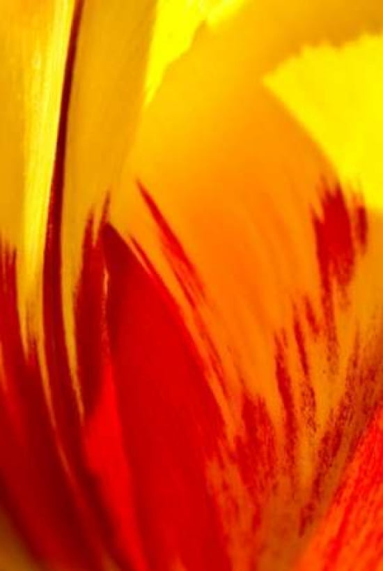 Posterazzi Tulip Abstract II Canvas Art - JoAnn Arduini (20 x 28)