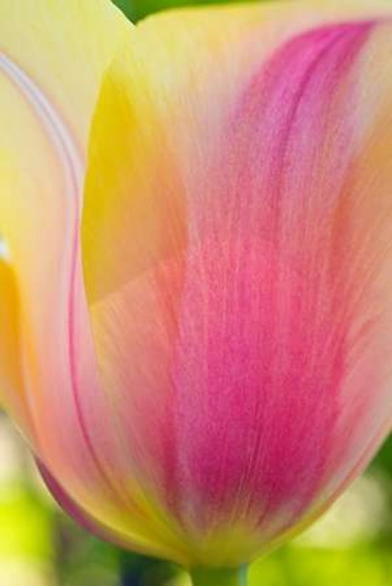 Posterazzi Tulip Macro II Canvas Art - JoAnn Arduini (24 x 36)