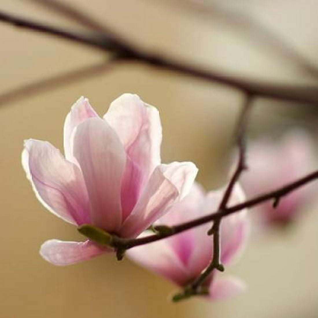 Posterazzi Tulip Tree 1 Canvas Art - PhotoINC Studio (24 x 24)