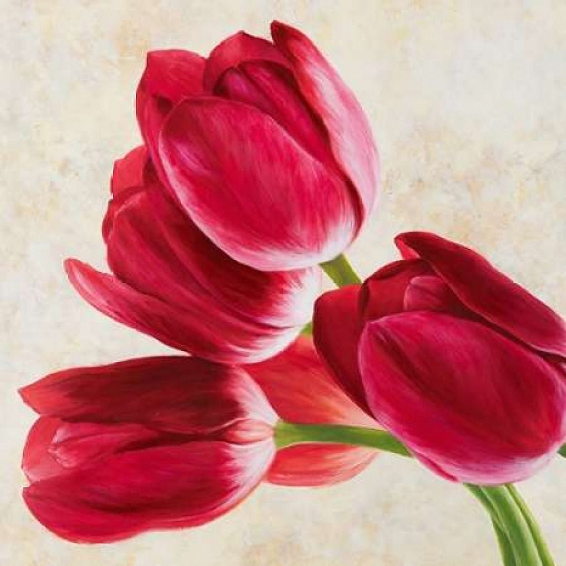 Posterazzi Tulip concerto Canvas Art - Luca Villa (24 x 24)