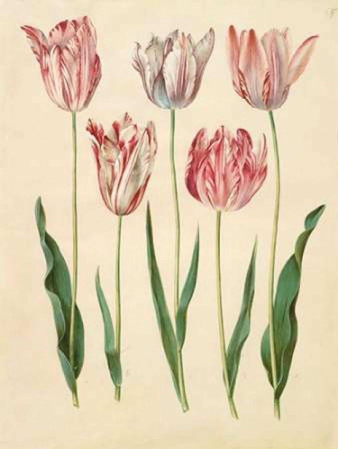 Posterazzi Tulipa gesneriana Canvas Art - Johannes S Holtzbecher (22 x 28)