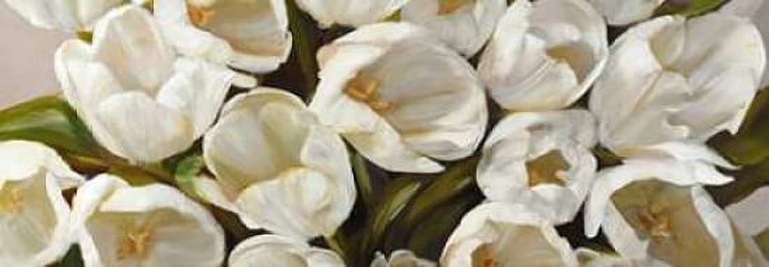 Posterazzi Tulipani bianchi Canvas Art - Leonardo Sanna (10 x 20)