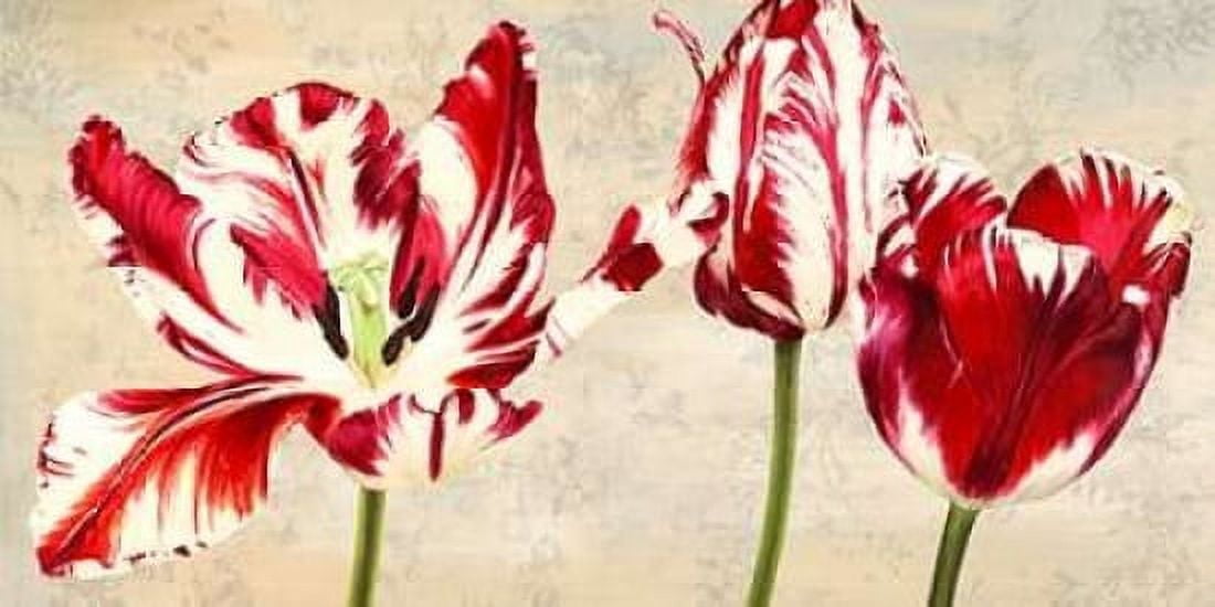 Posterazzi Tulipes Royales Canvas Art - Luca Villa (24 x 48)