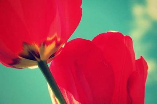 Posterazzi Tulips Canvas Art - Krista Glavich (20 x 28)
