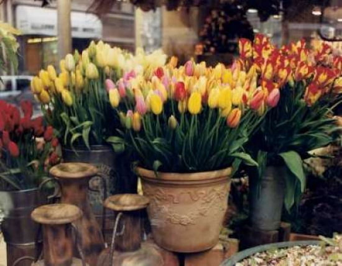 Posterazzi Tulips Paris Canvas Art - Zeny Cieslikowski (22 x 28)