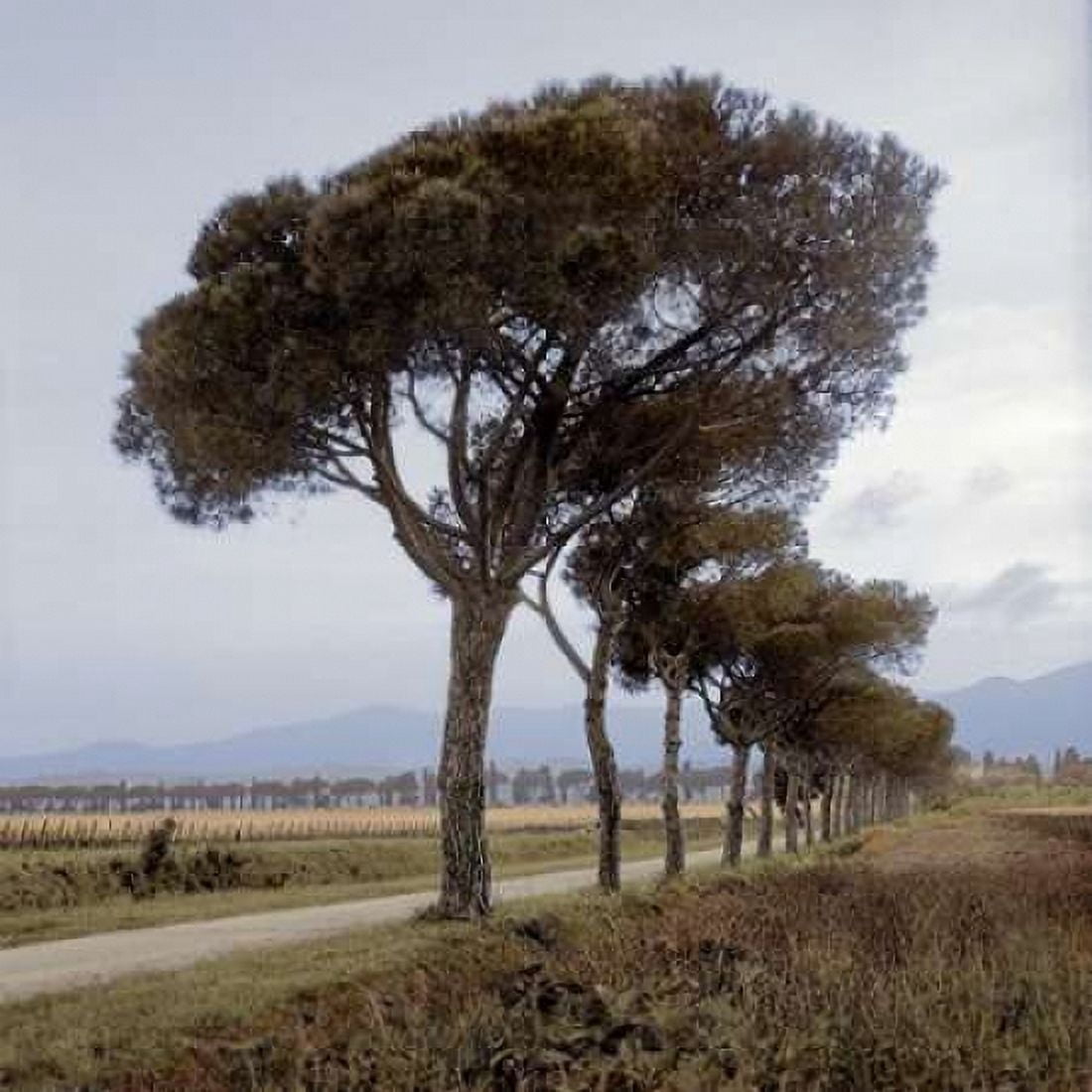 Posterazzi Tuscan Fatorria Strada No 1 Canvas Art - Alan Blaustein (24 x 24)