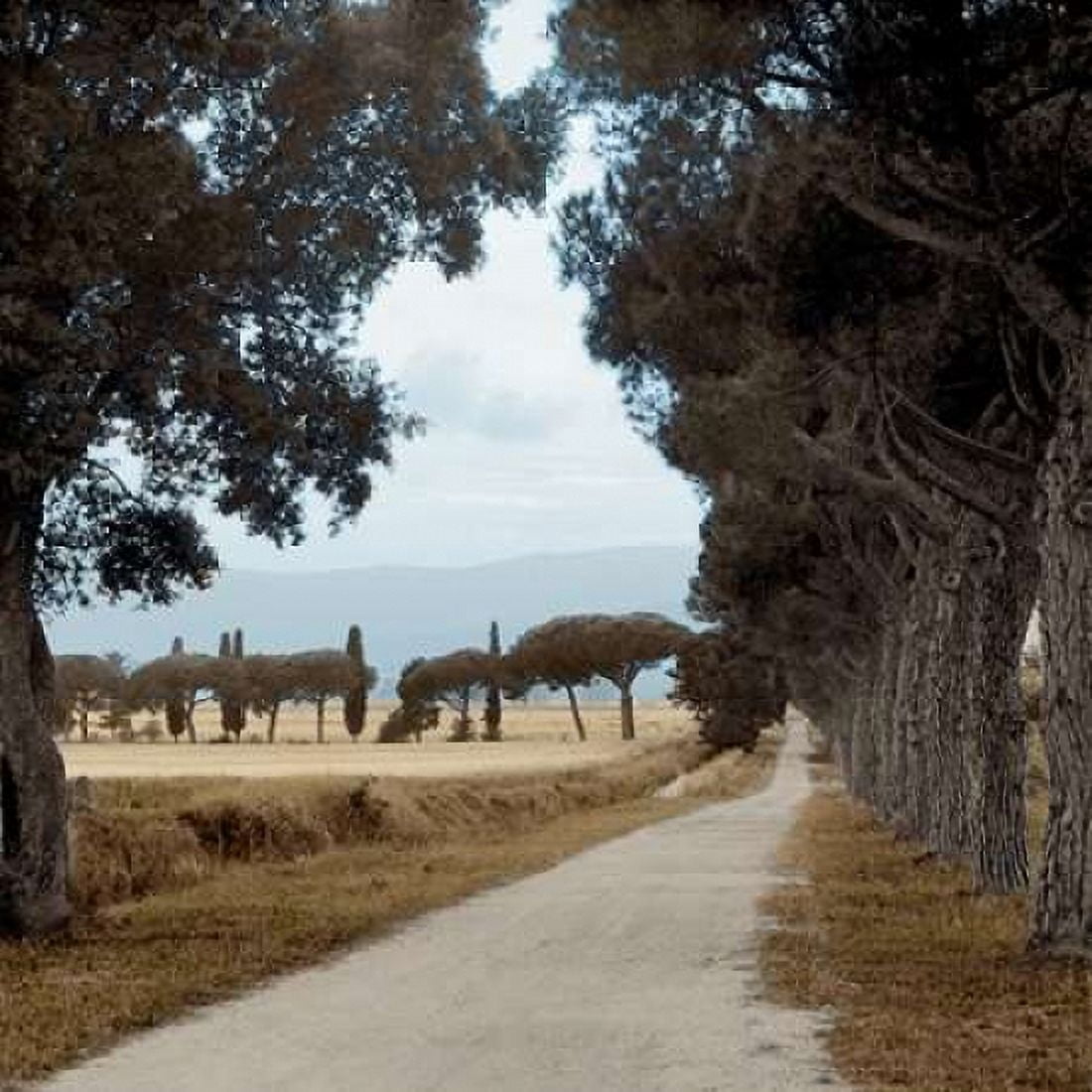 Posterazzi Tuscan Fatorria Strada No 2 Canvas Art - Alan Blaustein (24 x 24)