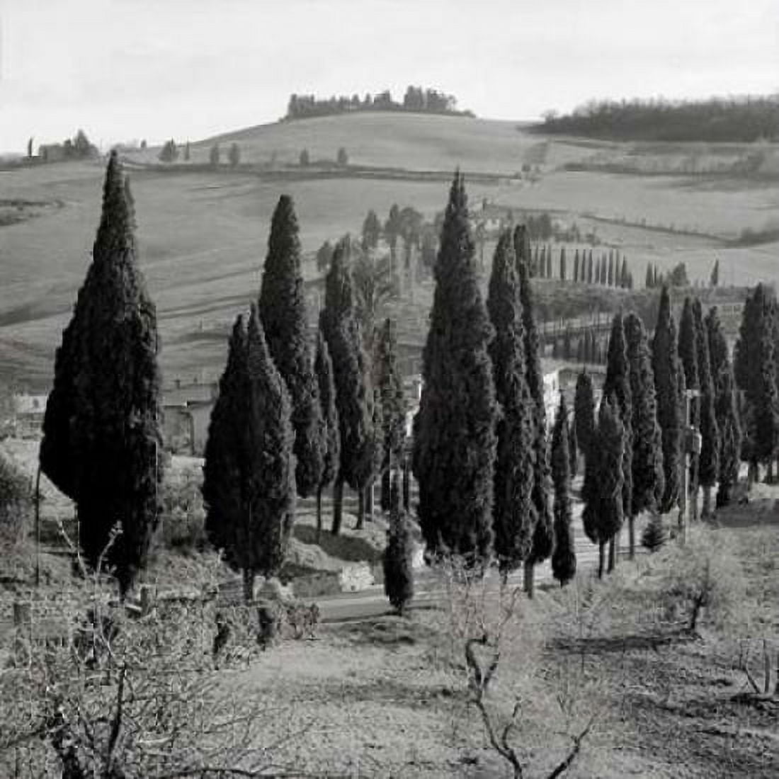 Posterazzi Tuscany - 4 Canvas Art - Alan Blaustein (24 x 24)