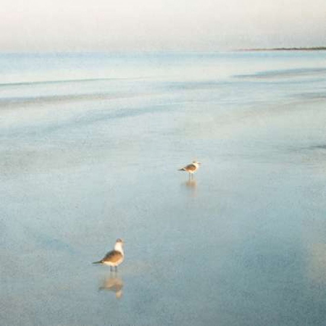 Posterazzi Two Birds on Beach Canvas Art - John Juracek (24 x 24)