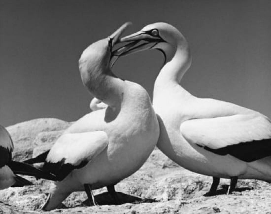 Posterazzi Two Cape Gannets standing (Morus capensis) Canvas Art - (24 x 36)