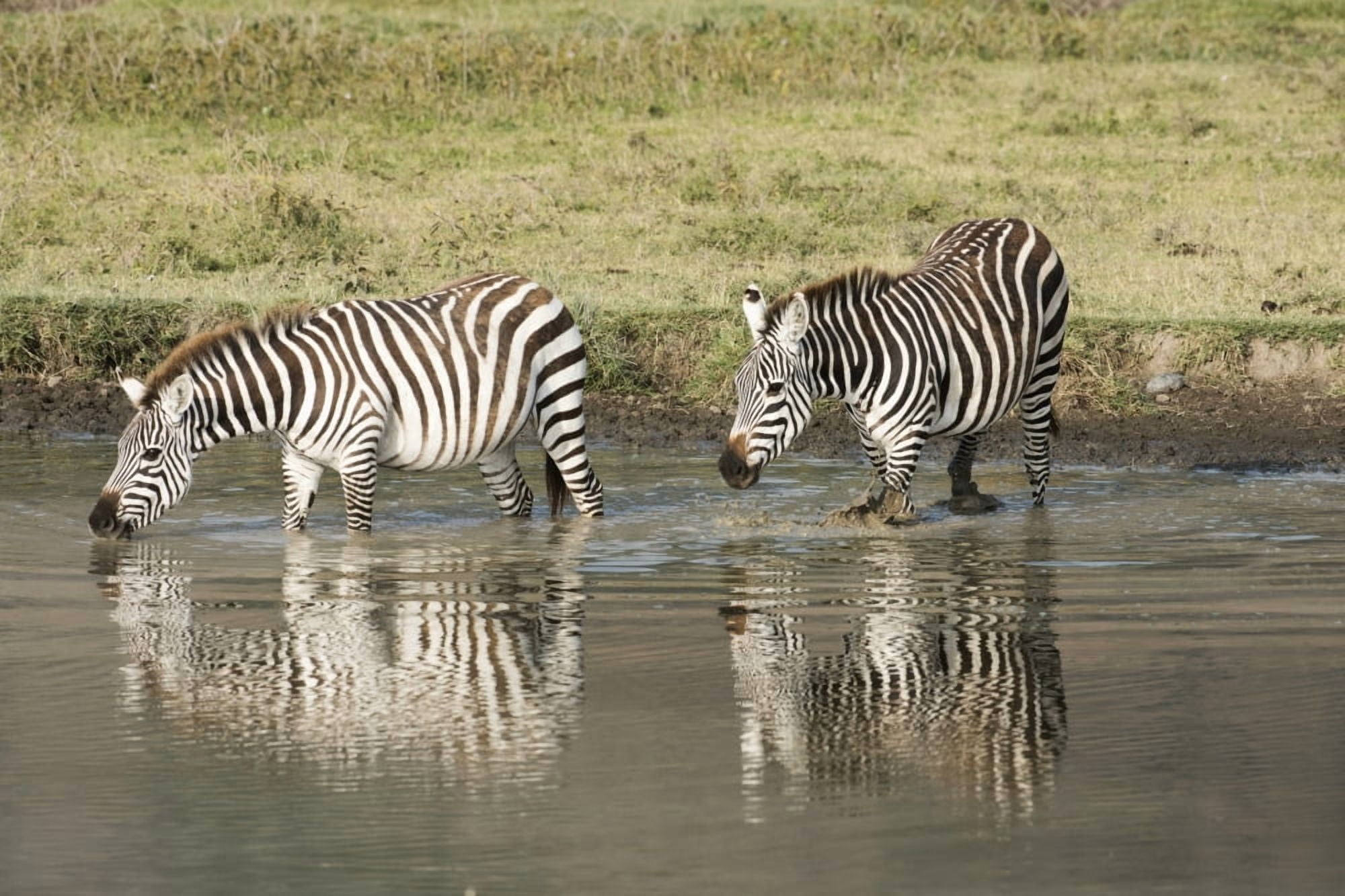 Posterazzi Two Common Zebra drinking in waterhole at Ngorongoro Crater Tanzania Canvas Art - Kenneth Whitten Design Pics (38 x 24)